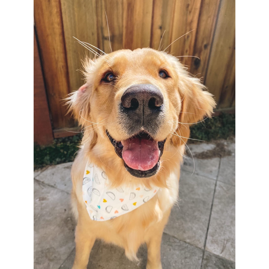 Taco Party Bandana - Jersey Border Collars