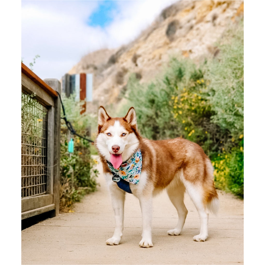 Blue Floral Bandana - Jersey Border Collars