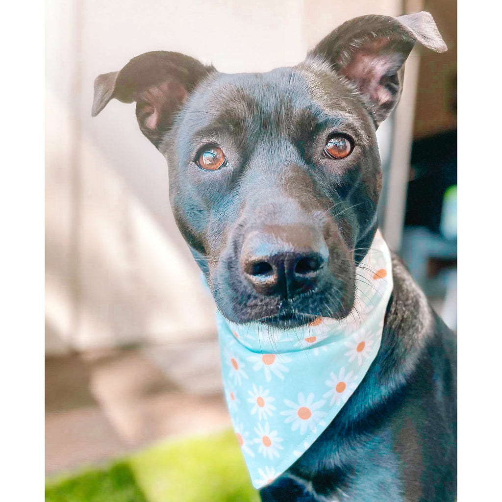 Daisy Bandana - Jersey Border Collars